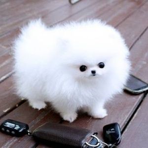 Meet your Posher, Teddy